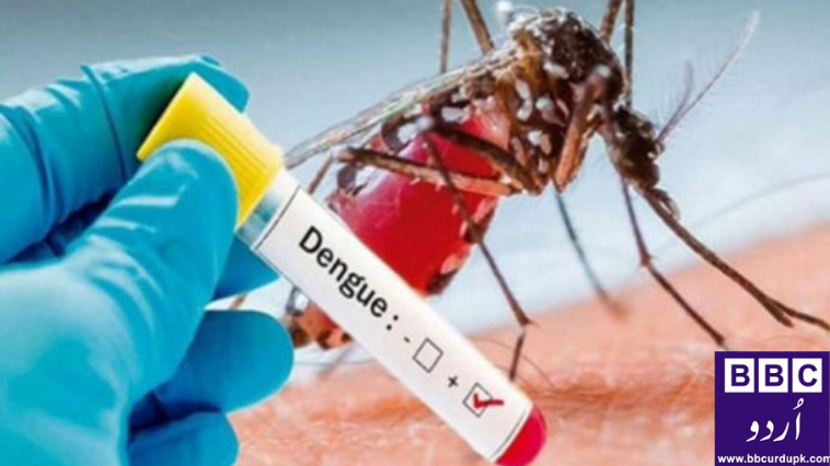 دنیا بھر میں بڑھتے ہوئے ڈینگی بخار سے کیسے محفوظ رہیں
