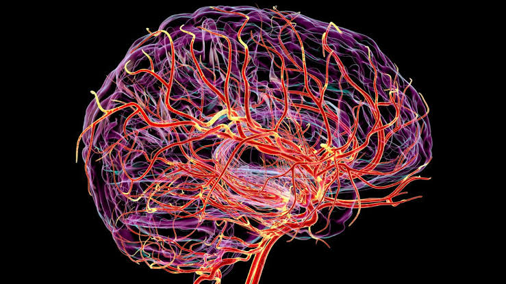 دماغ کی یہ پوشیدہ نبض ڈیمنشیا کی پیش گوئی کر سکتی ہے۔