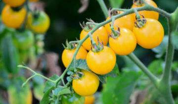 کچھ ٹماٹر پیلے کیوں ہوتے ہیں؟ محققین اسرار کو حل کرتے ہیں