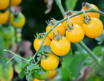 کچھ ٹماٹر پیلے کیوں ہوتے ہیں؟ محققین اسرار کو حل کرتے ہیں