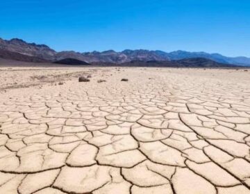 ڈیتھ ویلی کا یہ پودا 120 ° F گرمی میں پروان چڑھتا ہے اور مستقبل کی فصلوں کو بچا سکتا ہے