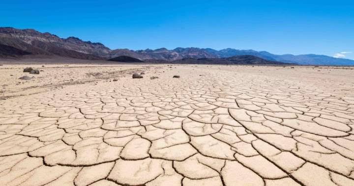 ڈیتھ ویلی کا یہ پودا 120 ° F گرمی میں پروان چڑھتا ہے اور مستقبل کی فصلوں کو بچا سکتا ہے