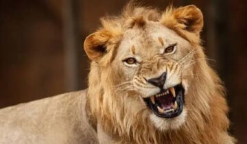 سائنسدانوں نے پوشیدہ شیر کی دھاڑ دریافت کی جو شیروں کو بچانے میں مدد کر سکتی ہے۔