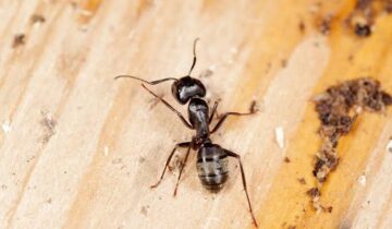 چیونٹیاں مہلک انفیکشن کو پھیلنے سے پہلے ہی سونگھ لیتی ہیں