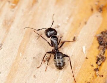 چیونٹیاں مہلک انفیکشن کو پھیلنے سے پہلے ہی سونگھ لیتی ہیں