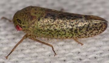 یہ ایک مینڈک کی طرح لگتا ہے، لیکن یہ ایک بگ ہے: سائنسدان نے 7 غیر معمولی نئے کیڑوں کی انواع دریافت کی