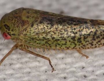 یہ ایک مینڈک کی طرح لگتا ہے، لیکن یہ ایک بگ ہے: سائنسدان نے 7 غیر معمولی نئے کیڑوں کی انواع دریافت کی