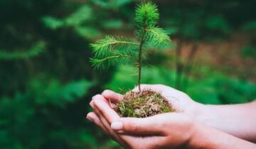 آب و ہوا کے ماڈلز غلط ہو گئے: پودے اتنا CO₂ جذب نہیں کر سکتے جتنا ہم نے سوچا تھا