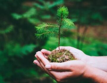 آب و ہوا کے ماڈلز غلط ہو گئے: پودے اتنا CO₂ جذب نہیں کر سکتے جتنا ہم نے سوچا تھا