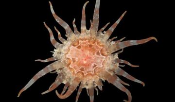 سائنسدانوں نے ابھی 70 نئی پرجاتیوں کو دریافت کیا ہے اور کچھ واقعی جنگلی ہیں۔