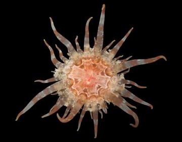 سائنسدانوں نے ابھی 70 نئی پرجاتیوں کو دریافت کیا ہے اور کچھ واقعی جنگلی ہیں۔