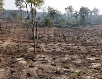 بڑے پیمانے پر درختوں کی کٹائی پر تنقید کے درمیان وزیر مملکت نے اسلام آباد میں الرجی کے کیسز میں کمی کا دعویٰ کیا۔