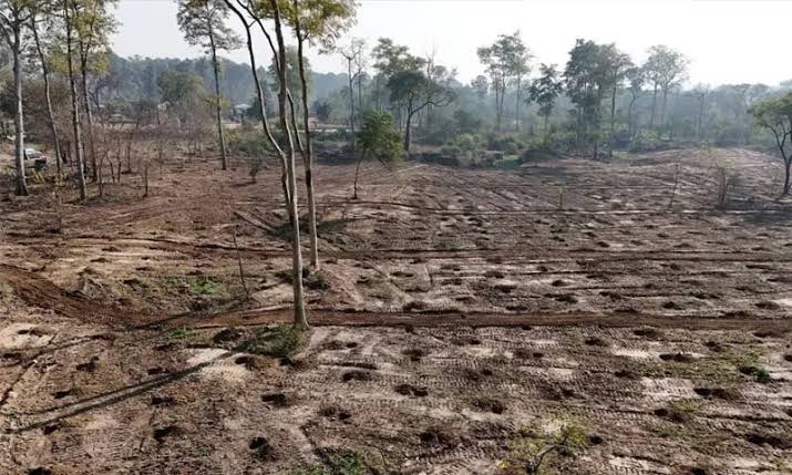 بڑے پیمانے پر درختوں کی کٹائی پر تنقید کے درمیان وزیر مملکت نے اسلام آباد میں الرجی کے کیسز میں کمی کا دعویٰ کیا۔