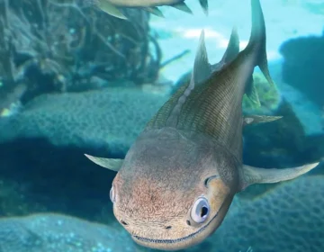 400 ملین سال پرانے مچھلی کے فوسلز زمین پر زندگی کی کہانی کو دوبارہ لکھتے ہیں