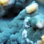 ایک سادہ خون کا پروٹین ایک مہلک فنگل بیماری کے علاج کو تبدیل کر سکتا ہے۔