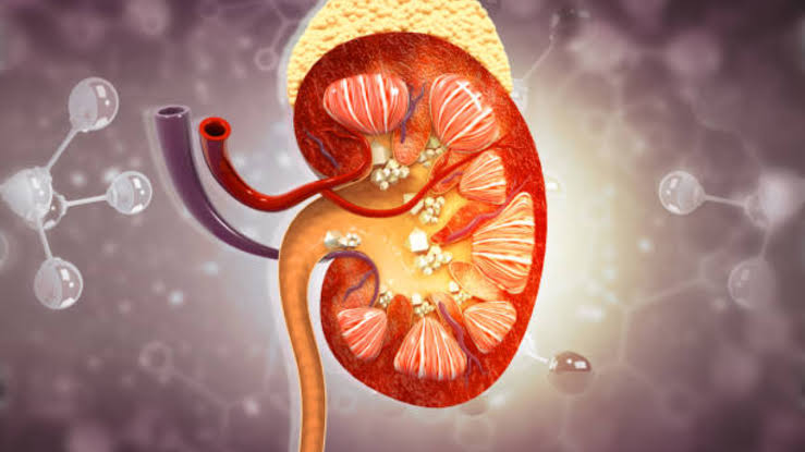 کیوں زیادہ پانی پینا گردے کی پتھری کو روکنے کے لیے کافی نہیں ہے۔