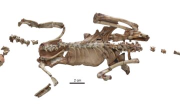 سائنسدانوں نے آخر کار عجیب چھوٹے ڈائنوسار فوسلز کا 20 سالہ معمہ حل کر لیا