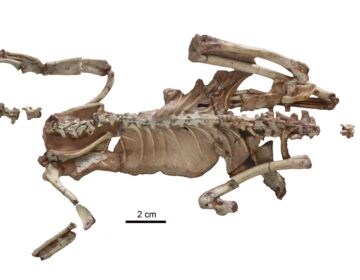 سائنسدانوں نے آخر کار عجیب چھوٹے ڈائنوسار فوسلز کا 20 سالہ معمہ حل کر لیا