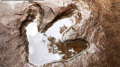 سائنسدانوں نے جنوبی افریقہ کے ساحل پر 132 ملین سال پرانے ڈائنوسار کی پٹریوں کو دریافت کیا