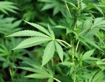 امریکہ نے چرس کی بعض مصنوعات کو کم خطرناک دوا کے طور پر دوبارہ درجہ بندی کر دیا ہے۔