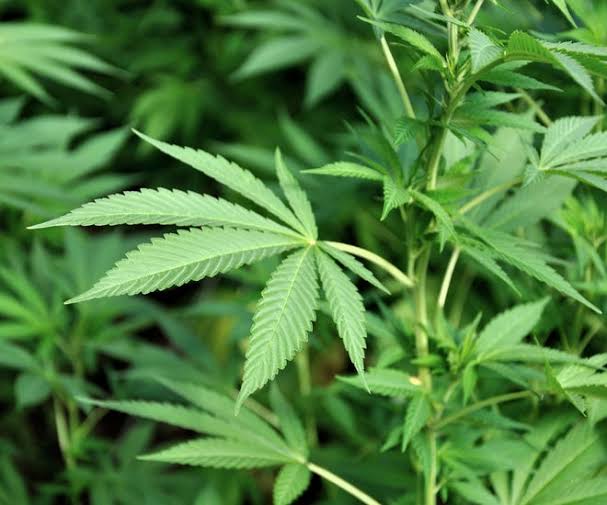 امریکہ نے چرس کی بعض مصنوعات کو کم خطرناک دوا کے طور پر دوبارہ درجہ بندی کر دیا ہے۔