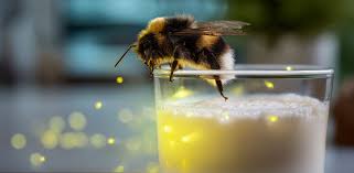 شہد کی مکھی کے بیکٹیریا پلانٹ پر مبنی دودھ میں ایک بڑی خامی کو دور کر سکتے ہیں۔