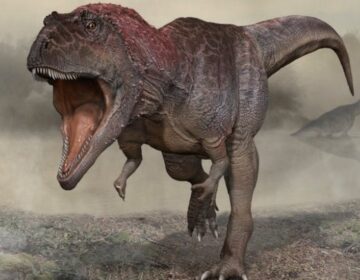 سائنس دانوں کا خیال ہے کہ آخرکار انہیں معلوم ہو گیا ہے کہ ٹی ریکس (T. rex) کے بازو اتنے چھوٹے کیوں تھے۔